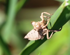 Gomphus vulgatissimus