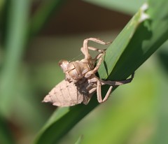 Gomphus vulgatissimus