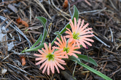 Silene salmonacea