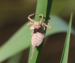 Gomphus vulgatissimus