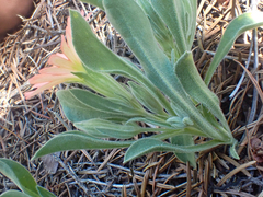 Silene salmonacea