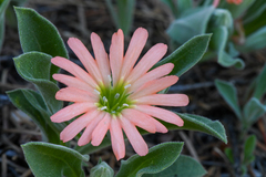 Silene salmonacea