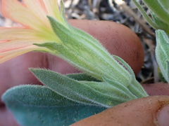 Silene salmonacea