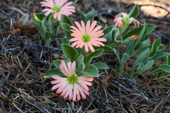 Silene salmonacea