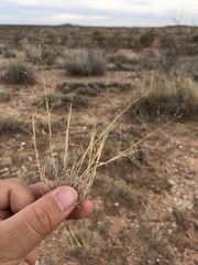 Muhlenbergia arenacea