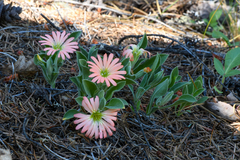 Silene salmonacea