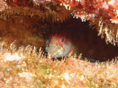 Parablennius ruber