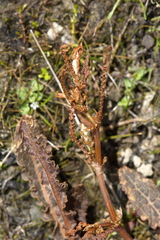 Rumex flexuosus