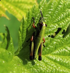 Micropodisma salamandra