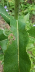 Liriomyza taraxaci
