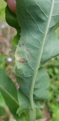 Liriomyza taraxaci