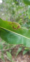 Liriomyza taraxaci