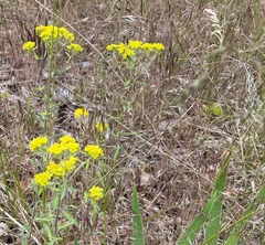 Odontarrhena muralis