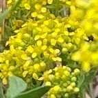 Odontarrhena muralis