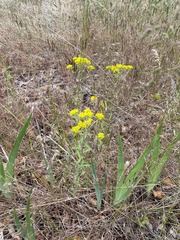 Odontarrhena muralis