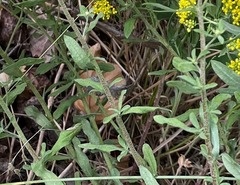 Odontarrhena muralis