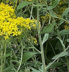 Odontarrhena muralis