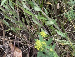 Odontarrhena muralis