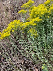 Odontarrhena muralis