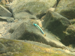 Stiphodon
