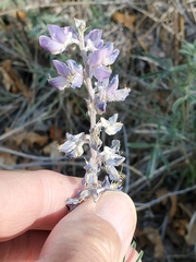 Lupinus caudatus