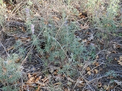 Lupinus caudatus