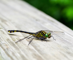Gomphurus