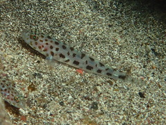 Thorogobius ephippiatus