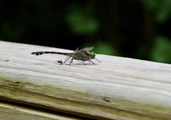 Gomphurus