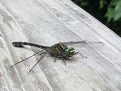 Gomphurus