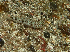 Thorogobius ephippiatus
