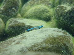 Stiphodon