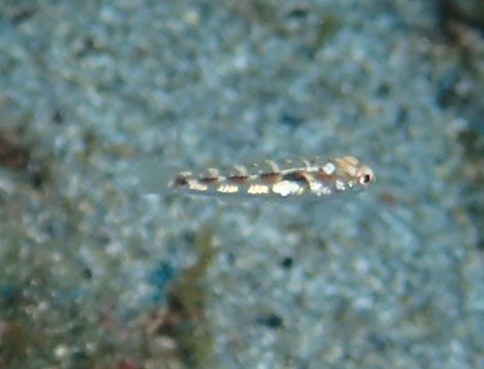 Painted Goby, Ilhu Negro, Faial, Azores, Portugal, photo 8 of 10