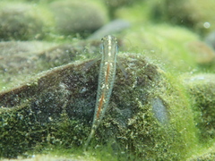 Stiphodon