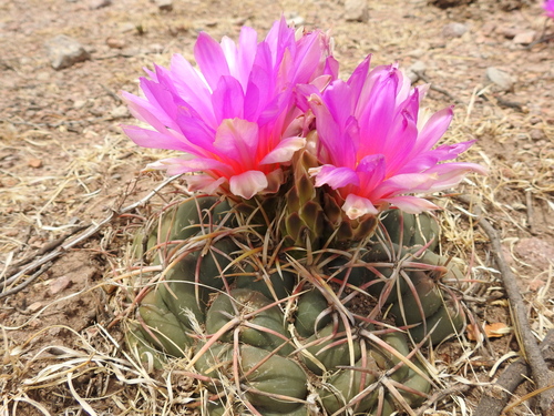 Thelocactus heterochromus