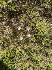 Strumaria tenella tenella