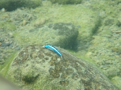 Stiphodon