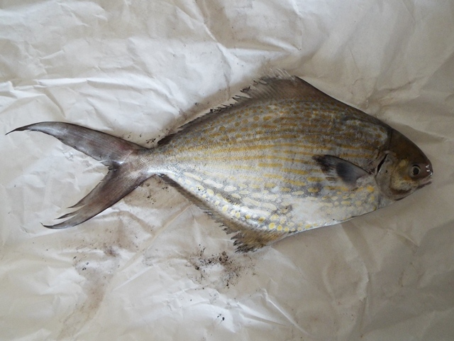 Blue Butterfish