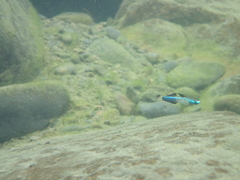 Stiphodon
