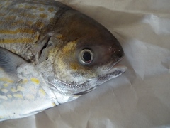 Blue Butterfish photo 2