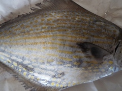 Blue Butterfish photo 3
