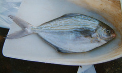 Blue Butterfish photo 4