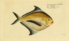 Blue Butterfish photo 5