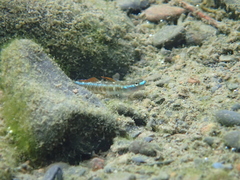 Stiphodon