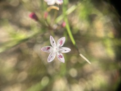 Strumaria tenella tenella