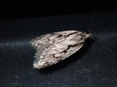 Semioscopis aurorella