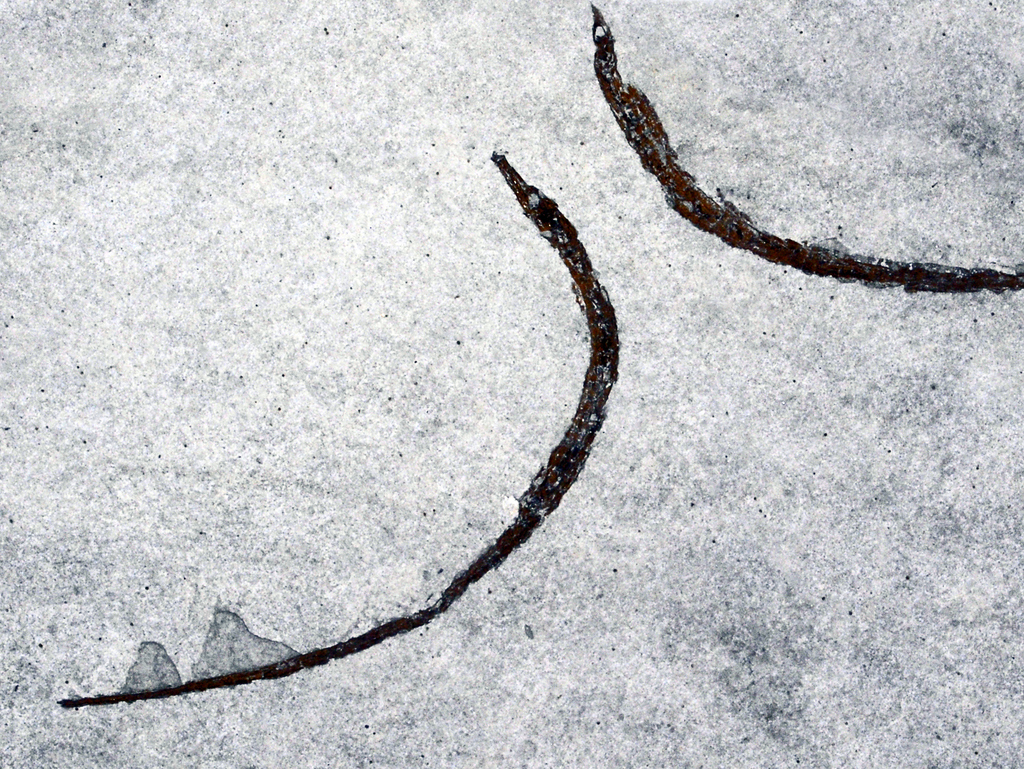 Pelagic Spiny Pipefish