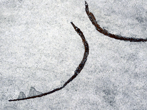 Seagrass Pipefish