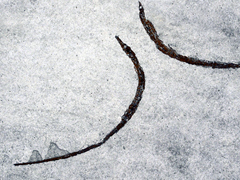 Seagrass Pipefish