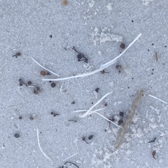 Syringodium filiforme